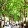 Montparnasse cemetery is one of the largest green space in Paris